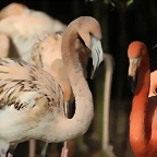 Zoo Barcelona 21-01-12 882