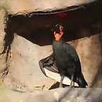 Zoo Barcelona 21-01-12 916