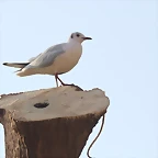 Zoo Barcelona 21-01-12 1115