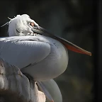 Zoo Barcelona 21-01-12 047