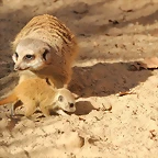 Zoo Barcelona 21-01-12 152