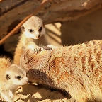 Zoo Barcelona 14-02-12 073
