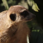 Zoo Barcelona 21-01-12 186