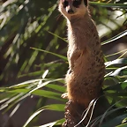 Zoo Barcelona 21-01-12 093