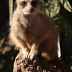 Zoo Barcelona 21-01-12 188