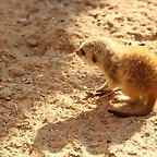 Zoo Barcelona 14-02-12 118