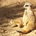 Zoo Barcelona 21-01-12 165