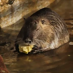 Zoo Barcelona 21-01-12 1196