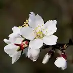 010, flor del almendro 2