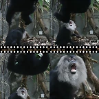 siamang_macaco