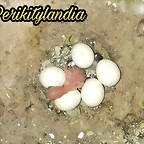 FB_IMG_1504122159457