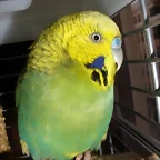 Pablo lado