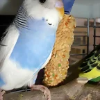 Caramelo