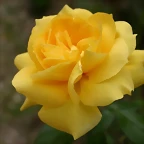 desiree 200609034
