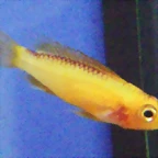 Apistogramma agassizii