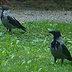 Corvus corone cornix (14-9-21 JB Universidad de Viena)