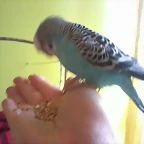 Ilargui comiendo en la mano