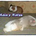 1maia nat