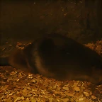 Zoos Wuppertal, Dortmund y Gelsenkirchen 01-10-09 654