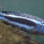Pseudotropheus cyaneorhabdos (7-7-16 Seaworld, det yo)