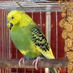 Pablo 14-10
