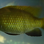 Tilapia guinasana (17-9-21 Haus des Meeres)