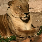 Zoo de Barcelona 12-12-2010 1271