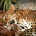 Zoo de Barcelona 12-12-2010 1174