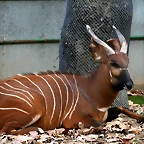 Zoo de Barcelona 12-12-2010 1121