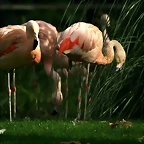 Zoo de Barcelona 12-12-2010 1139