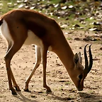 Zoo de Barcelona 12-12-2010 1171