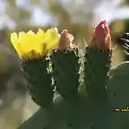 17, chumbos en flor, marca