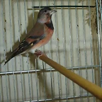 cardinxfan 006