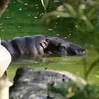 Zoo de Barcelona 30-04-11 i 01-05-11 244
