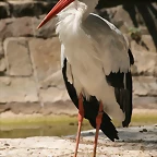 Zoo de Barcelona 30-04-11 i 01-05-11 340