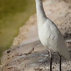 Zoo de Barcelona 26-02-12 744