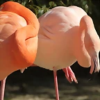 Zoo de Barcelona 26-02-12 154