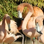 Zoo de Barcelona 26-02-12 160