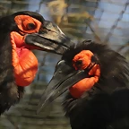 Zoo de Barcelona 26-02-12 215