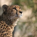 Zoo de Barcelona 26-02-12 056