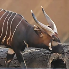 Zoo de Barcelona 26-02-12 486