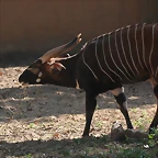 Zoo de Barcelona 26-02-12 566