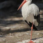 Zoo de Barcelona 26-02-12 728