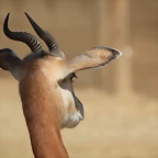 Zoo de Barcelona 26-02-12 348