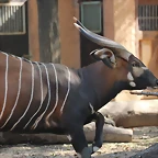 Zoo de Barcelona 26-02-12 502
