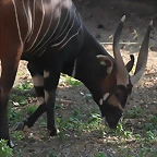 Zoo de Barcelona 26-02-12 549