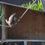 Zoo de Barcelona 26-02-12 648