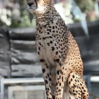 Zoo de Barcelona 26-02-12 033