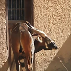 Zoo de Barcelona 26-02-12 410