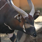 Zoo de Barcelona 26-02-12 491